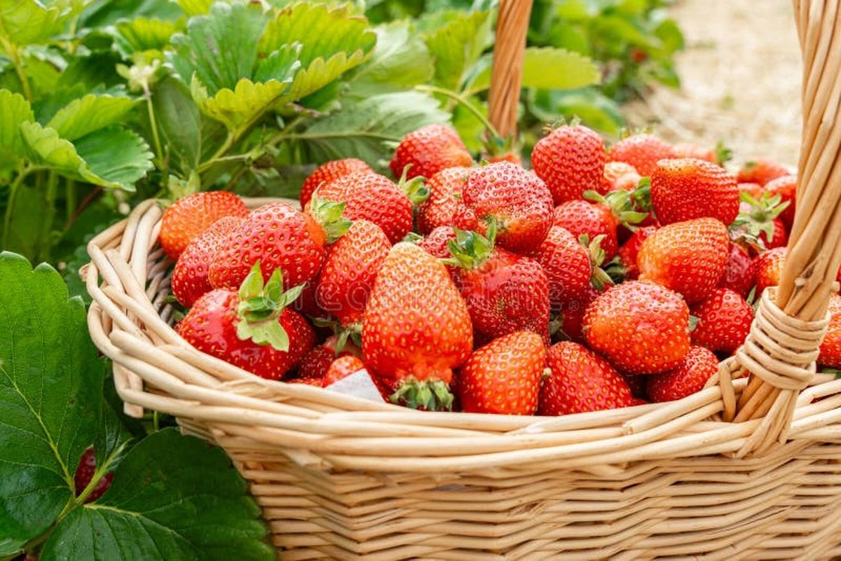 Proč zkušení zahradníci vyhazují jahody po třech letech - image 1