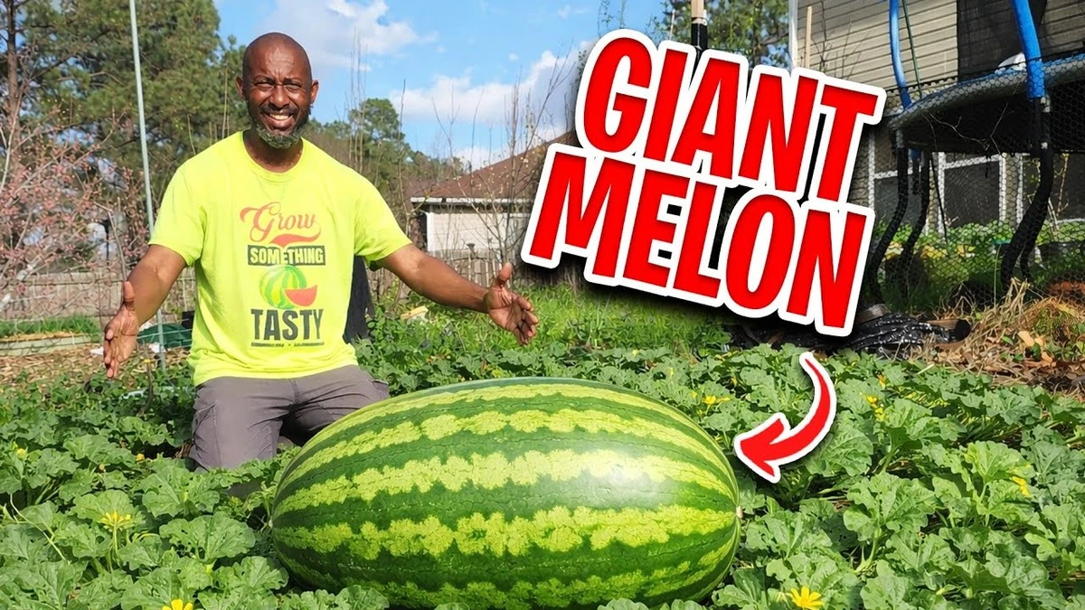 Proč zkušení zahrádkáři ponoří semínka melounu do slané vody - image 1