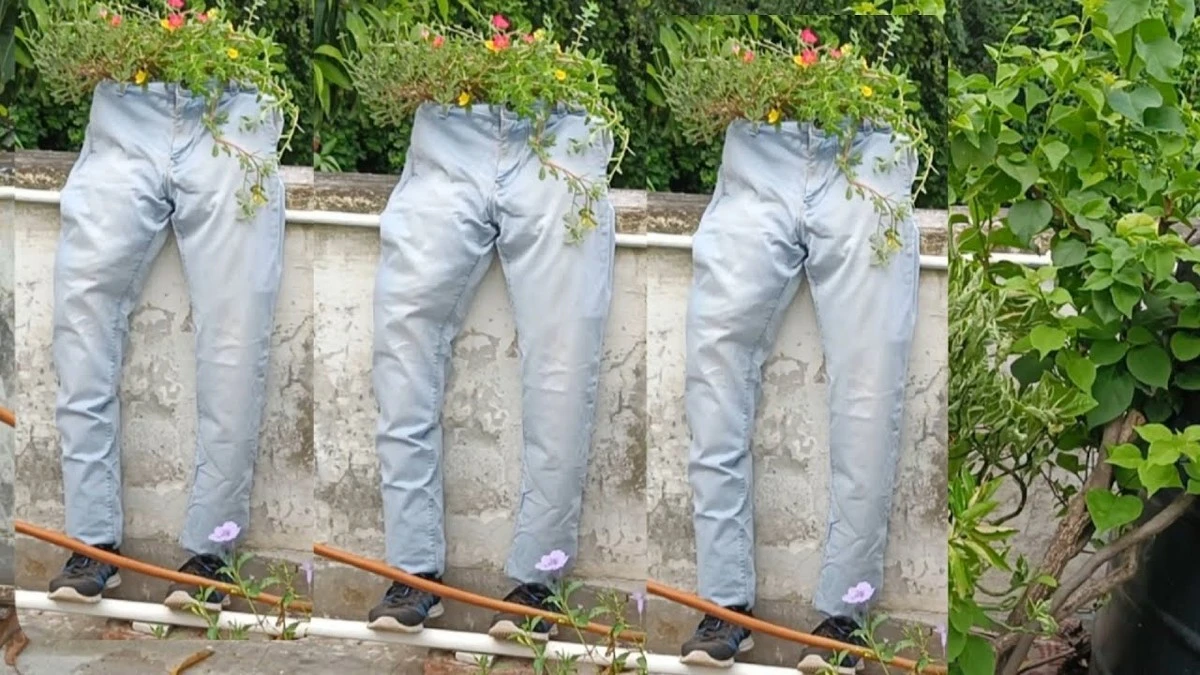 Proč zkušení zahrádkáři věší staré džíny na balkon - image 1