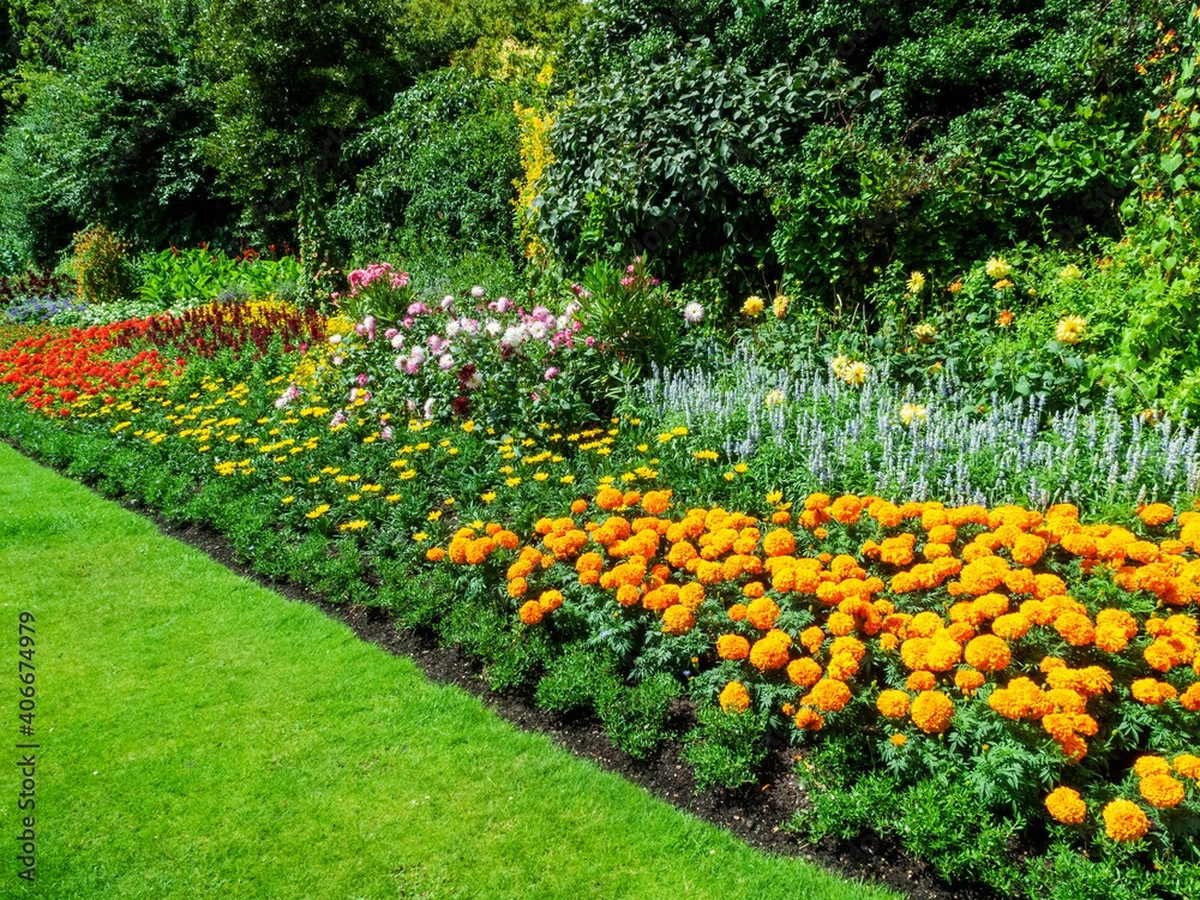 Proč zkušení zahradníci sázejí aksamitníky podél celého plotu - image 1