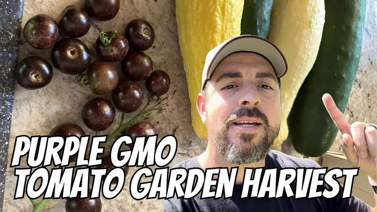 Proč zkušení zahrádkáři sází fialová rajčata místo červených - image 1