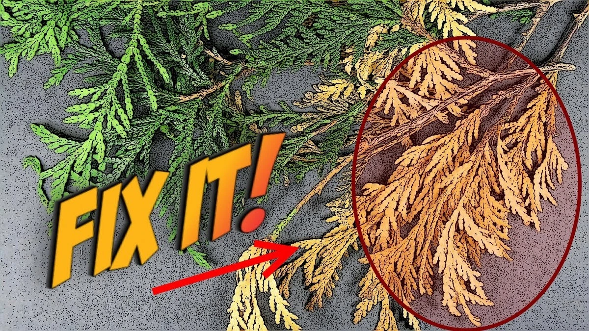 Proč zkušení zahrádkáři nikdy nesází lilie těsně k tújím - image 1