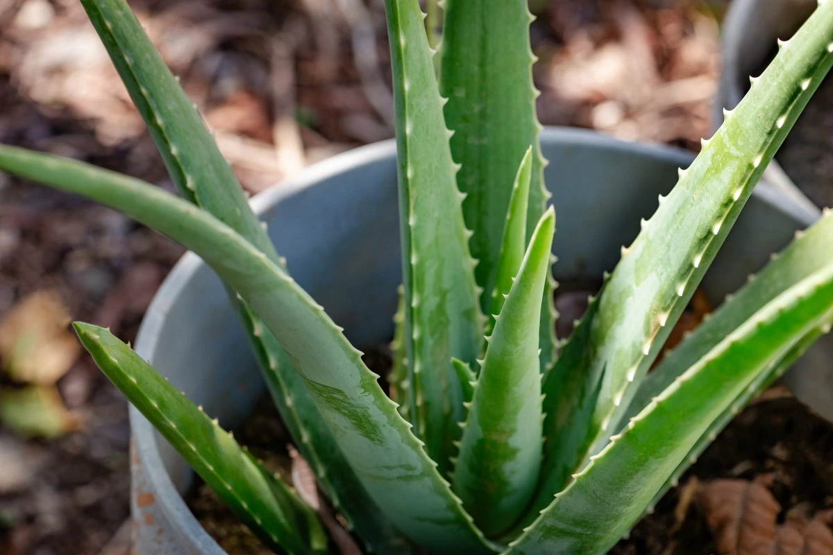 Proč zkušení zahrádkáři dávají listy aloe do lednice před setím rajčat - image 1