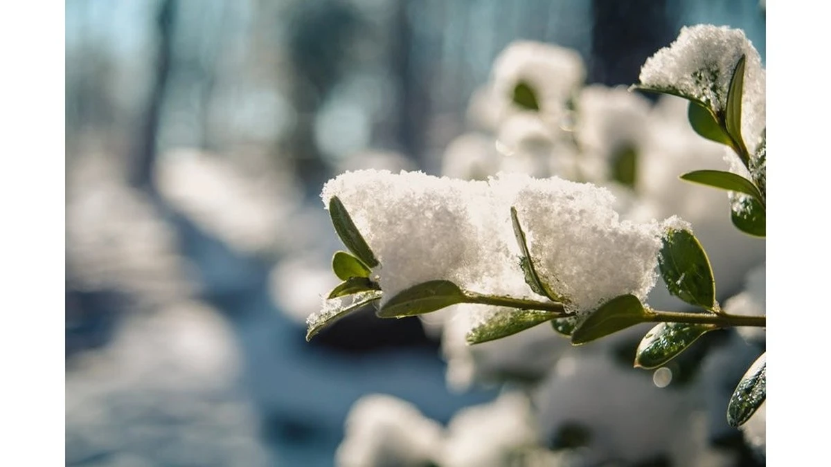 Proč zkušení zahrádkáři kupují v dubnu bílou textilii o gramáži 50 g/m²