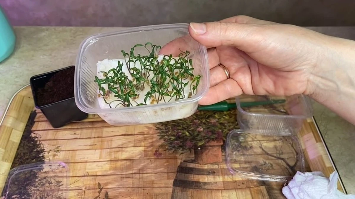 Proč zkušení zelináři sázejí v únoru salát za okno